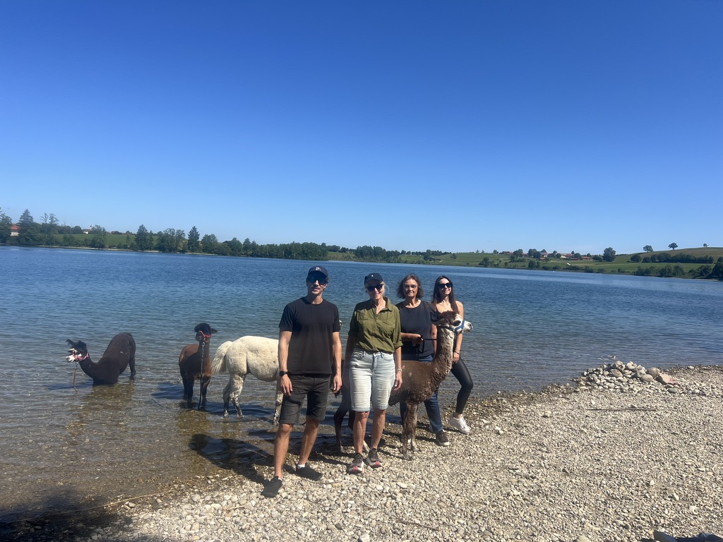 Alpakas mit Menschen im See